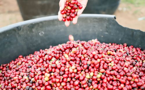 3元多，品味现磨精品咖啡与甜点时光